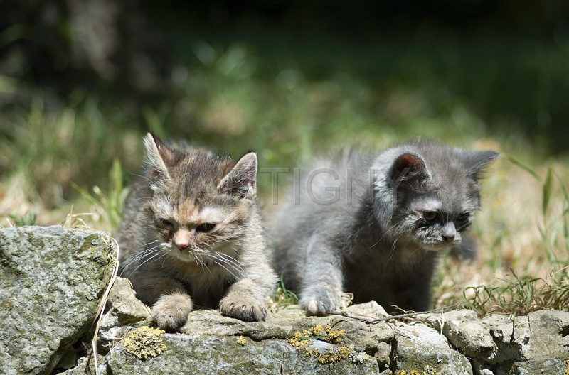 BRITISH SHORTHAIR C035.jpg